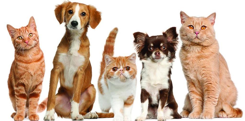 Доска объявлений о животных | ЗооТом - продажа, вязка и услуги для животных в Таштаголе