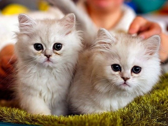 Породы кошек в Таштаголе | ЗооТом портал о животных