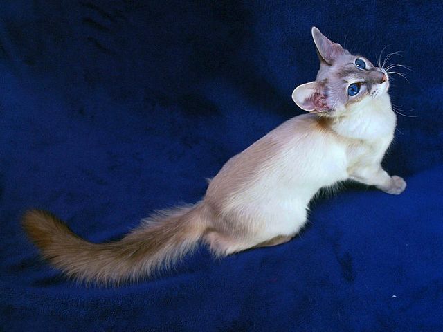 Выведенные породы кошек в Таштаголе | ЗооТом портал о животных