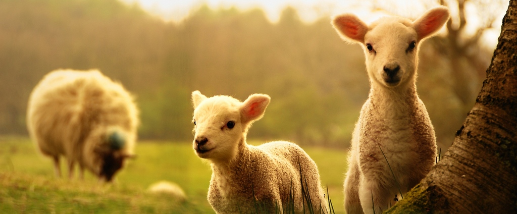 Объявления о сельскохозяйственных животных | ЗооТом - продажа, вязка и услуги для животных в Таштаголе