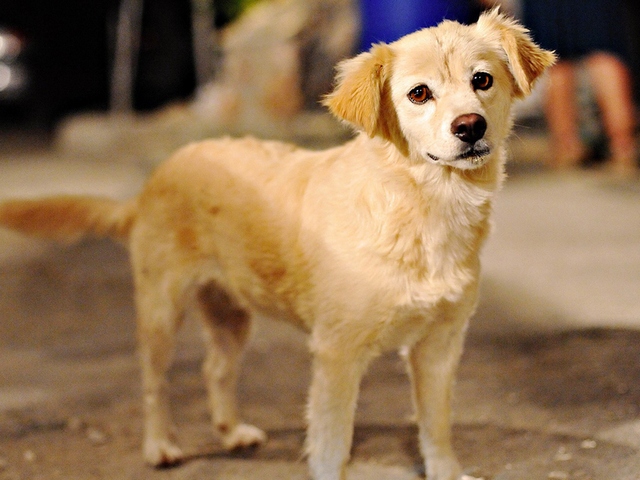 Породы собак в Таштаголе | ЗооТом портал о животных
