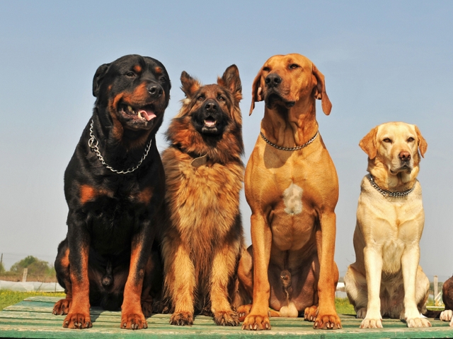Крупные породы собак в Таштаголе | ЗооТом портал о животных